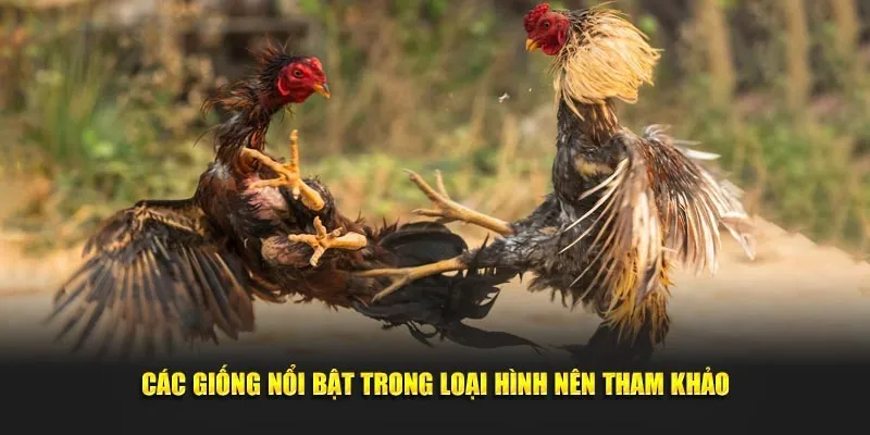 Các giống kê nổi bật được lựa chọn gắn thêm cựa dao