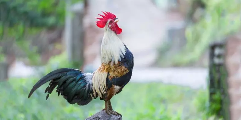 đá gà tre ảnh đại diện