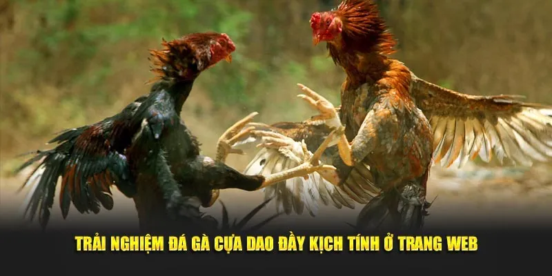 Một số thông tin cơ bản về đá gà cựa dao tại u888