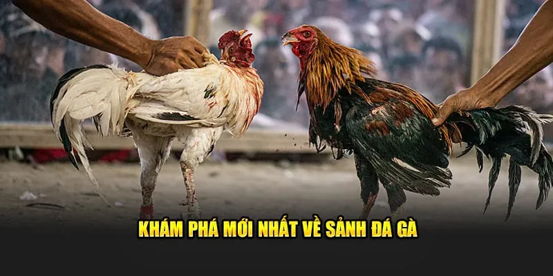 Giới thiệu khái quát về chuyên mục đá gà U888