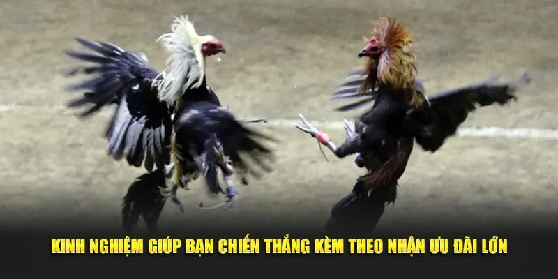 Kinh nghiệm chơi cá cược đá gà với xác suất thắng luôn cao nhất