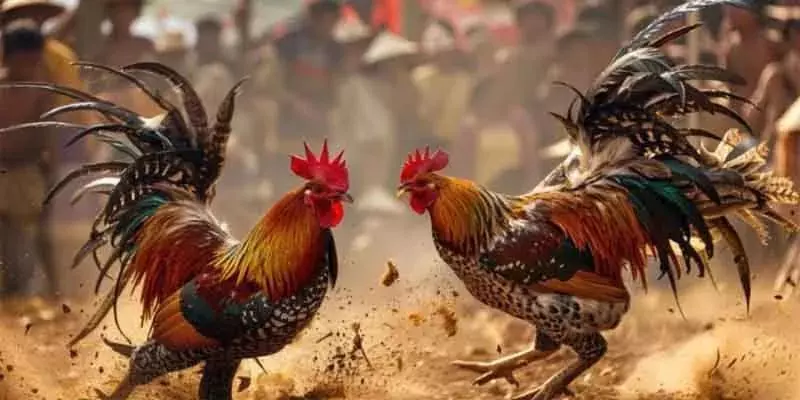 Chi tiết các thao tác hỗ trợ bạn tham gia cược kèo đơn giản 