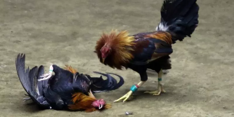 Tổng hợp mẹo chơi đá gà siêu hiệu quả dành cho thành viên