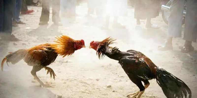 Những điểm nổi bật khiến bạn không thể không tham kèo đá gà