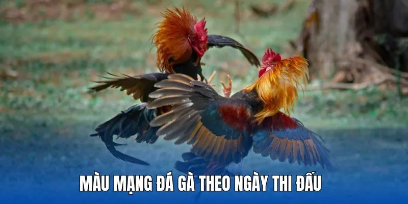 Bí quyết chọn ngày và giờ thi đấu chuẩn cho sư kê