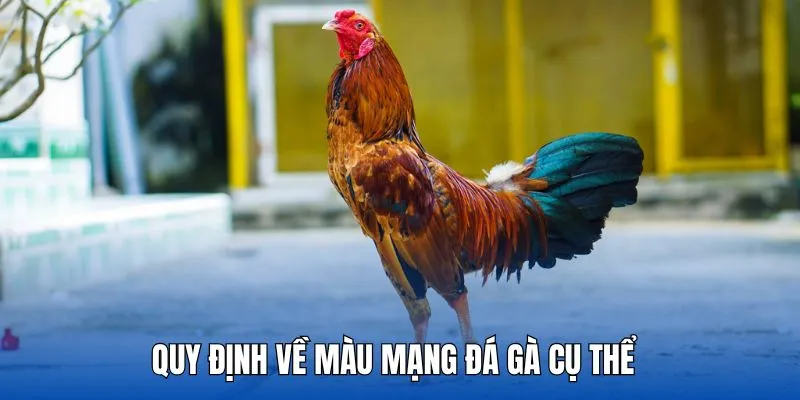 Quy định màu mạng đá gà chuẩn nhất năm 2025