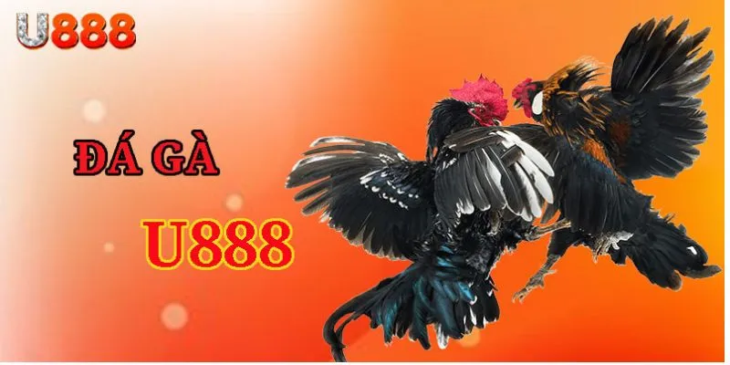 Những ưu điểm vượt trội khi chơi đá gà U888